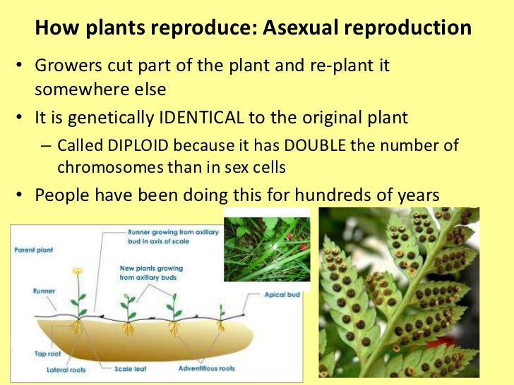 Ways of growing plants by asexual reproduction Ways of growing plants by asexual reproduction